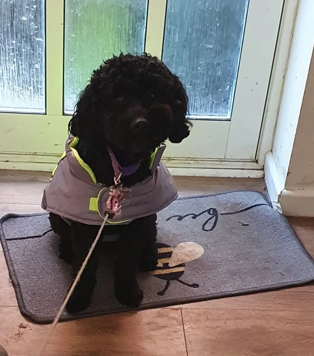 Professional Pet Services image 1
