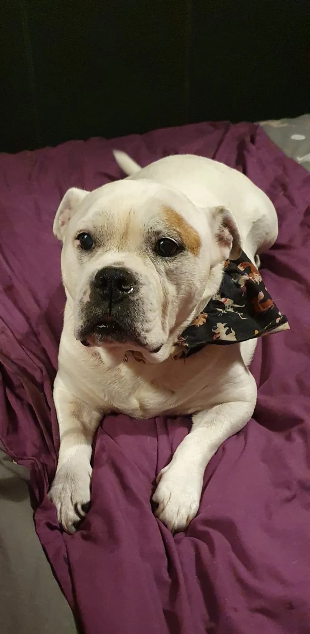 Professional Pet Services image 4